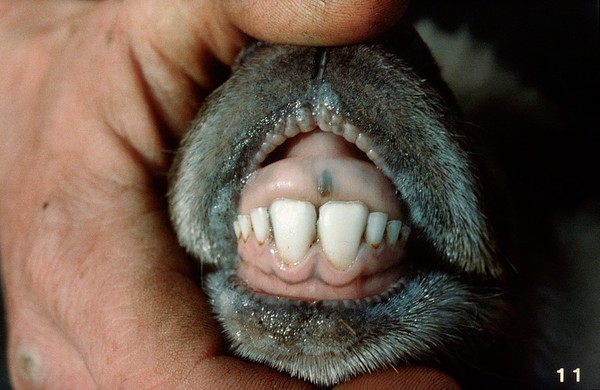 Sheep's teeth examined: good occlusion