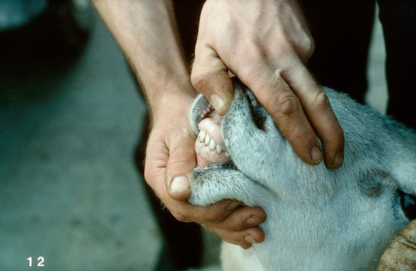 Sheep's teeth examined: good occlusion