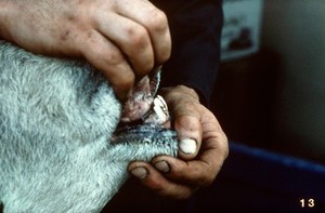 view Sheep's teeth examined: badly overshot jaw