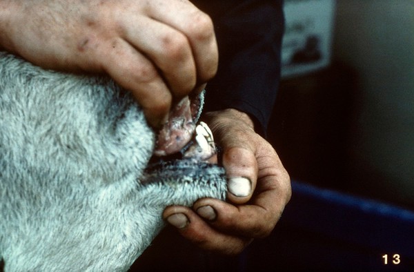 Sheep's teeth examined: badly overshot jaw