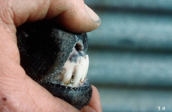 Sheep's teeth examined: overshot lower jaw