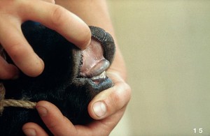 view Sheep's teeth examined: undershot lower jaw