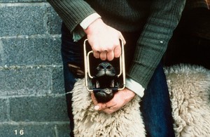 view Checking the molars & premolars in sheep