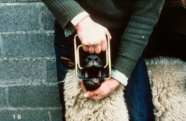 Checking the molars & premolars in sheep