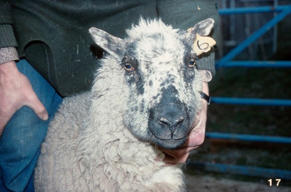 Ewe with molar problem - due to food packing