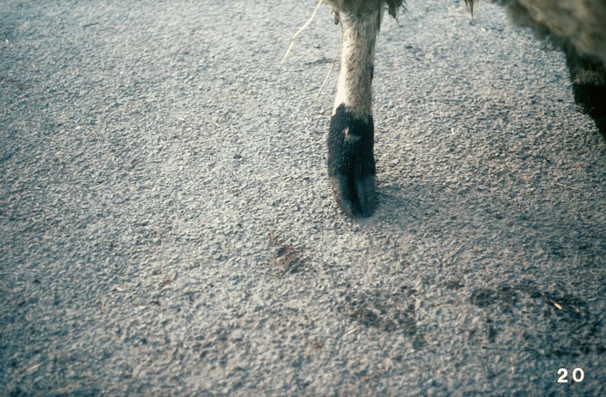 A sheep with a corkscrew claw (outside claw).