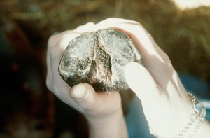 view A fibroma between hind claws of a sheep