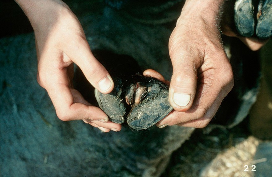 A fibroma between hind claws of a sheep