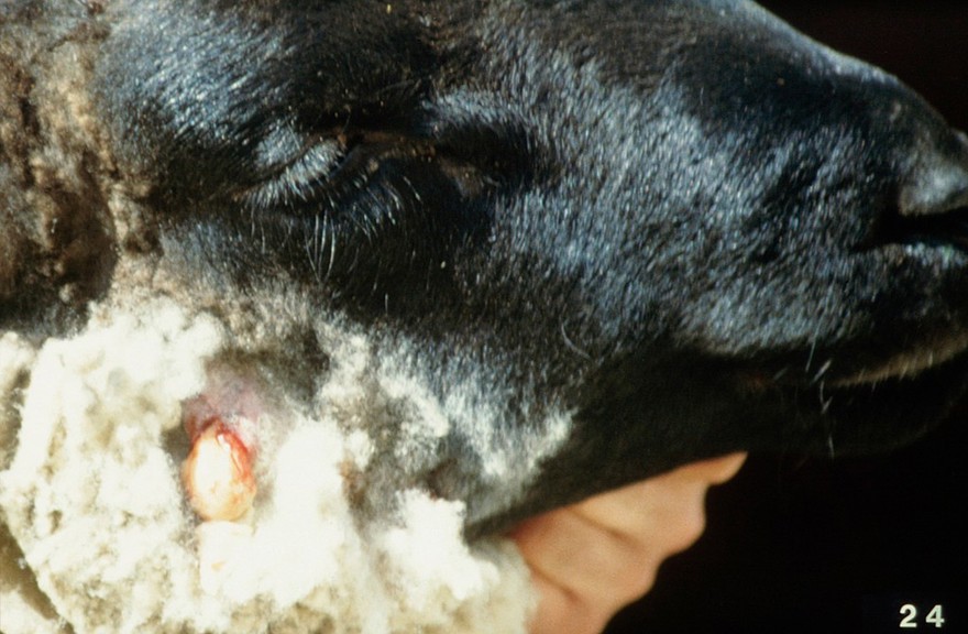 Discharging boil, parotid gland area (sheep)
