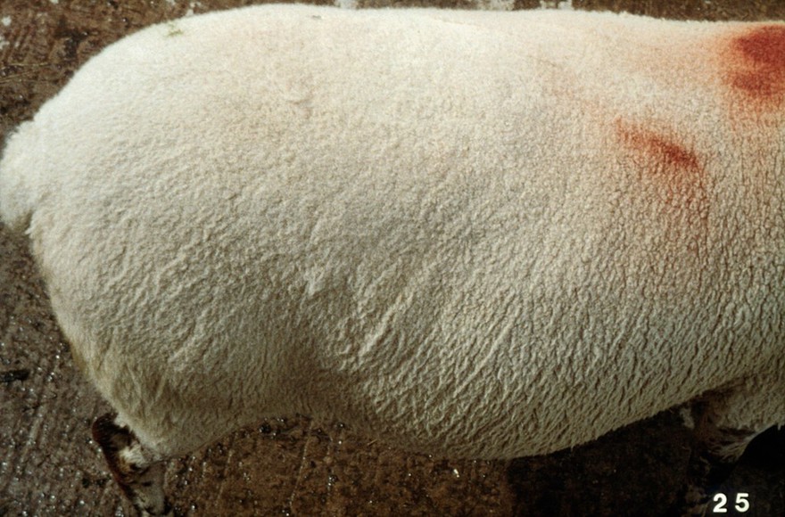 Examination of rams: score 4