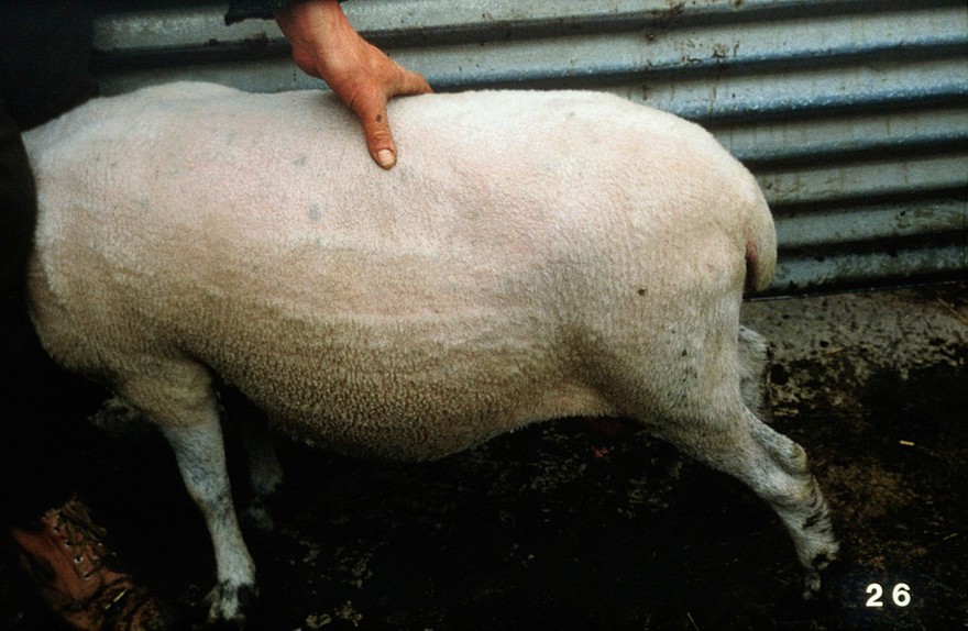 Examination of rams: scoring condition