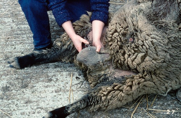 Measuring the testicle size of rams