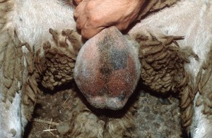 view Measuring the testicle size of rams