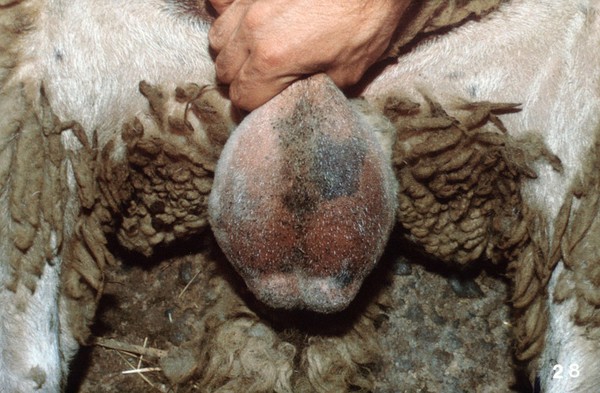 Measuring the testicle size of rams