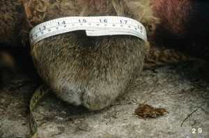 view Measuring the testicle size of rams