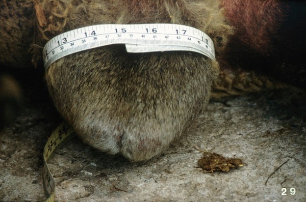 Measuring the testicle size of rams