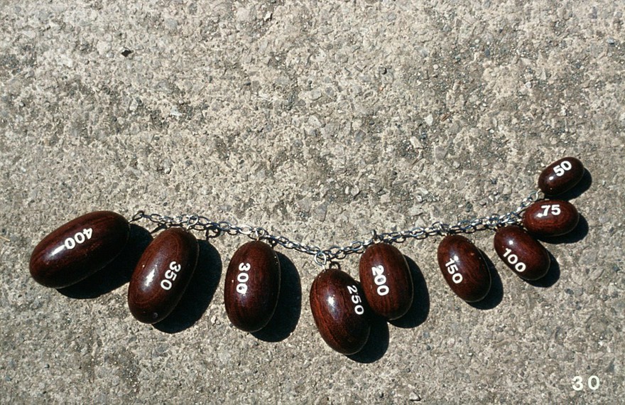 An orchidometer (ram's testicular weight)