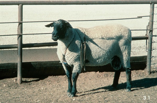 A ram with the sire harness in position.