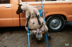 view Shepherd's chair used to examine a ram