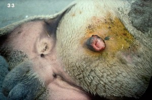 view Enlargement & oedema of prepuce (of a sheep)