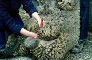 view Physical examination: ram's penis retained