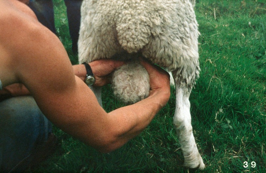 Testes being examined with ram standing