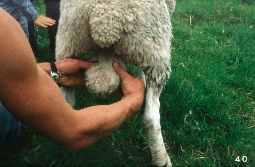 Testes being examined with ram standing
