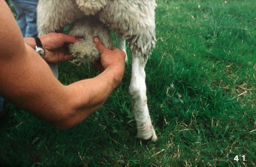 Testes being examined with ram standing