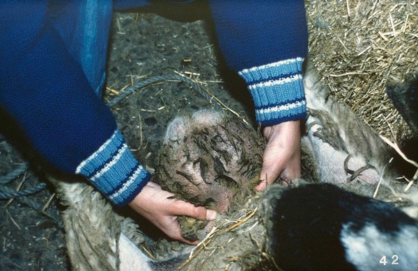 Testes being examined with ram upturned