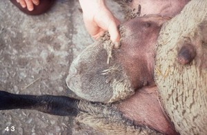 view A ram with hernia of the scrotum