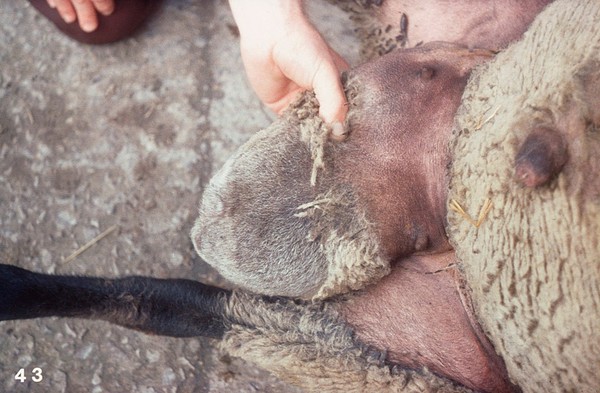 A ram with hernia of the scrotum