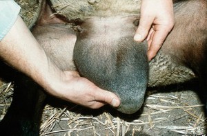view A ram: elongated cylindrical right testicle