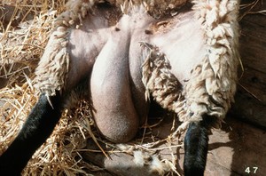 view A ram with orchitis in left testicle