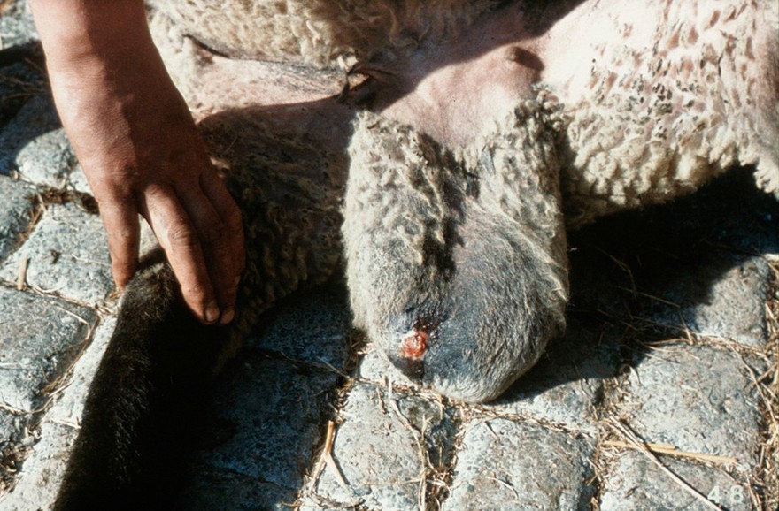 Ram: sinus opening on surface of scrotum