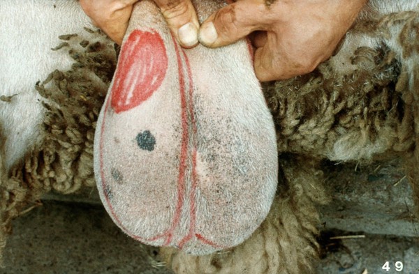 Ram's scrotum: hard swelling on skin