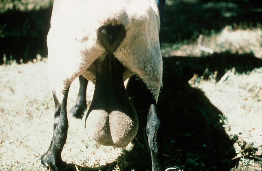 Old ram with excessive stretching of scrotum