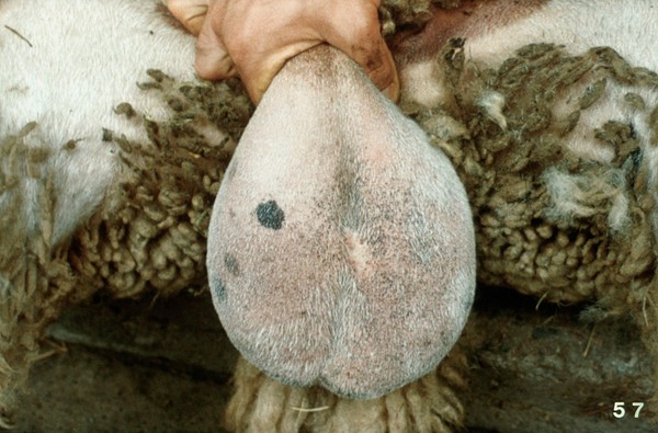 Ram's testicles: uneven size and shape