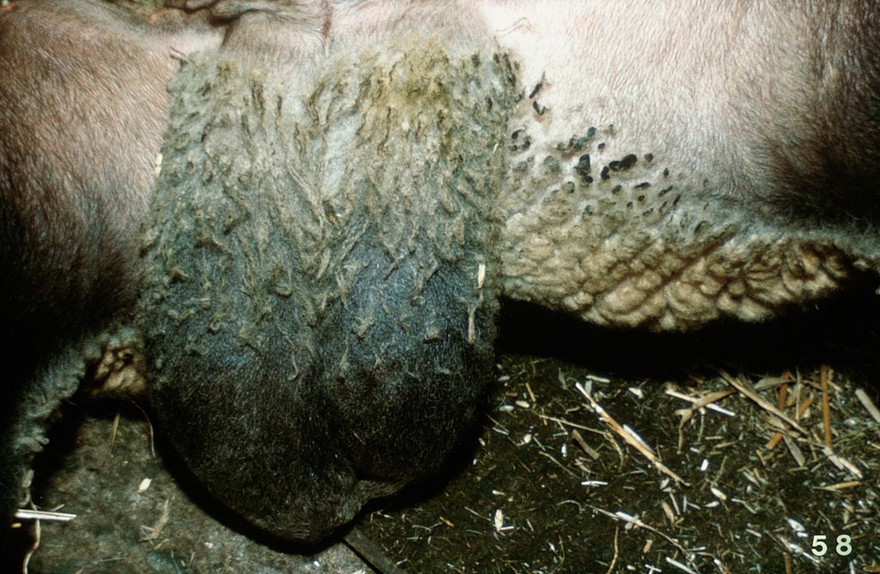 Ram's testicles: cylindrical and flabby