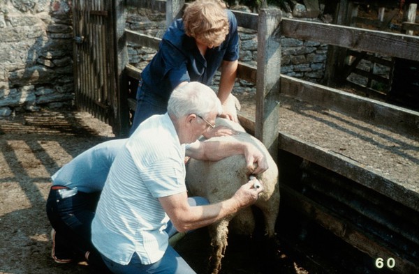 Collecting ram's semen: electro-ejaculation