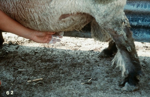 Collecting ram's semen: electro-ejaculation