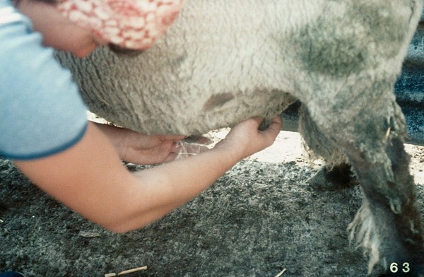 Collecting ram's semen: electro-ejaculation