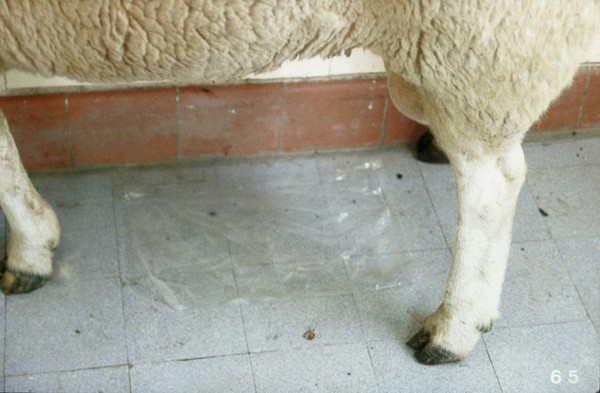 Collecting ram's semen onto plastic sheet