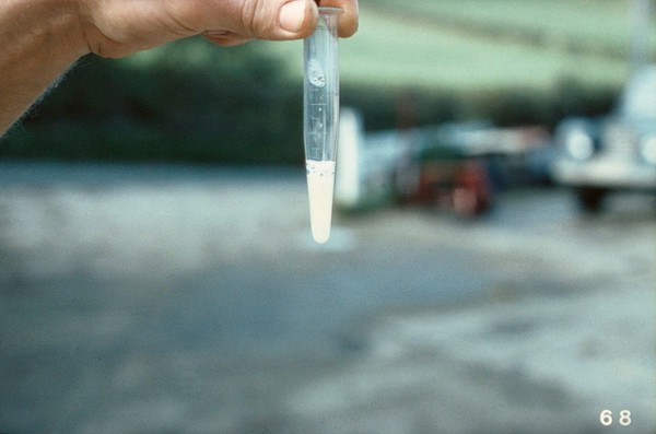 Ram's semen collected in a glass tube