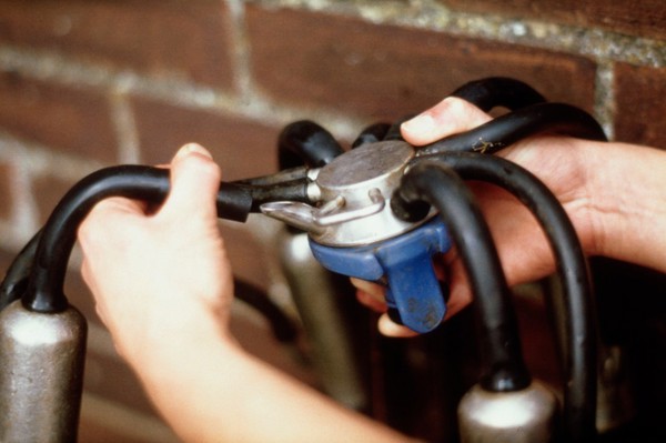 Milking cows: milk tube and cluster