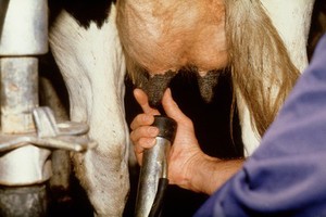 view Milking cows: inserting teat into teat cup