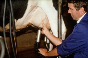 view Milking cows: machine stripping