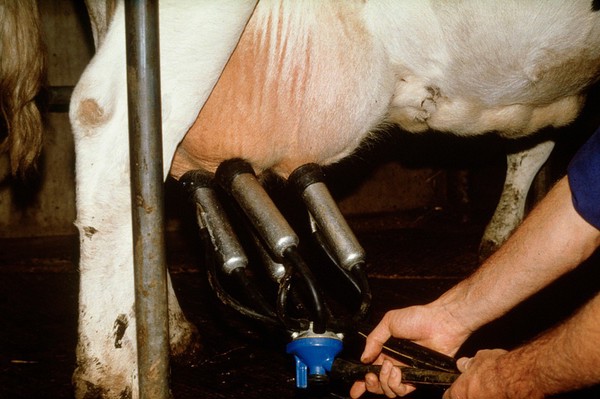 Milking cows: rough removal of the cluster
