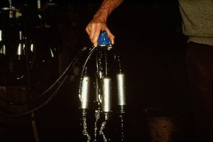 view Cleaning a cluster which is used for milking