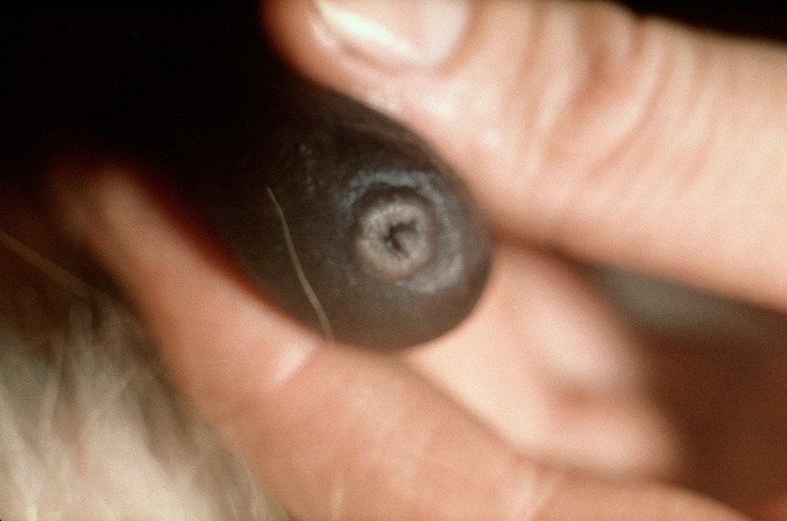A cow's teat orifice showing abnormality