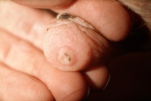 view A cow's teat orifice showing abnormality